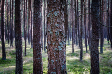 Wall Mural - Pine trees in forest on Sobieszewo Island, part of Gdansk city over Gdansk Bay in the Baltic Sea, Poland