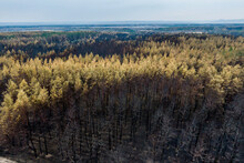 Burnt Pine Forest Top View. Dead Forest After Fire. Drone Photo. Burnt Trees After A Forest Fire. Ecological Catastrophy