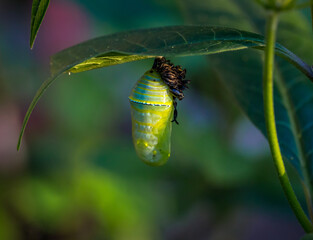 Wall Mural - Monarch Chrysalis newly formed