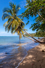 Poster - The beautiful flora and fauna of Cahuita national park, Costa Rica