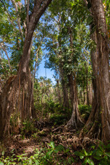 Poster - The beautiful flora and fauna of Cahuita national park, Costa Rica