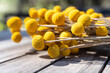 billy buttons or craspedia from Australia, haning or drying from a fence outside