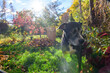 Dreamlike autumn dog portrait a dog in a back yard with raked leaves and fall color landscape in sunshine healthy pet and fall portrait dog lifestyle photography background with copy space