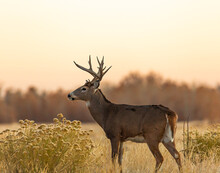 Whitetail Deer In The Field