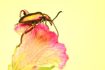 A frog leg beetle (Sagra sp) is sunbathing on a leaf before starting his daily activities.