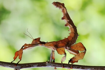 The twig grasshopper (Phasmatodea sp) was perched in the bush.