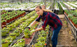 © JackF - Fine woman working in greenhouse, engaged in cultivation of potted portulaca