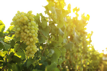  Delicious ripe grapes in vineyard. Harvest season