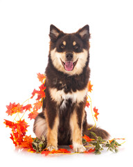 Canvas Print - Finnish Lapphund in studio