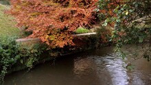 Tilt Shot Of Orange Autumn Tree Over River