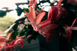 Kaktus grudnik,  kwiat sukulenty w kolorze czerwonym