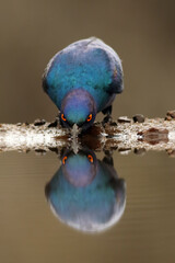 Sticker - The Cape starling, red-shouldered glossy-starling or Cape glossy starling (Lamprotornis nitens) drinks water from a small pond. Blue starling with orange eyes drinks and reflects on the water surface.