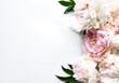 Peony flowers on a white background