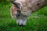 Fototapeta Zwierzęta - Alpaca's pasture - Farm in Canada, British Columbia