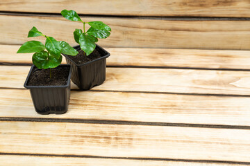 two young coffee trees in flower pots