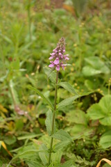 Flowers of Phlomoides tuberosa (Phlomis tuberosa)