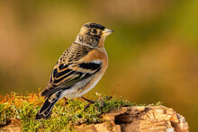 Male Brambling, Fringilla Montifringilla, Sitting On A Branch Covered With Green Moss In Autumn Nature. Patterned Bird With Black And Orange Feather Perched On Tree From Back View On A Sunny Day.