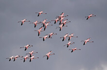 Flock Of Lesser Flamingoes In Flight