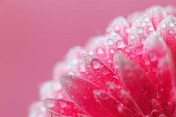 Wall Mural - pink gerbera flower petals with drops of water, macro on flower, beautiful abstract background