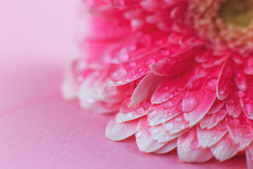 Wall Mural - pink gerbera flower petals with drops of water, macro on flower, beautiful abstract background