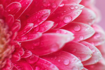 Wall Mural - pink gerbera flower petals with drops of water, macro on flower, beautiful abstract background