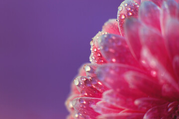 Wall Mural - pink gerbera flower petals with drops of water, macro on flower, beautiful abstract background