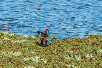 Wall Mural - Rosy-billed Pochard (Netta peposaca) drake in pond overgrown with Giant Salvinia (Salvinia molesta) in park, Buenos Aires, Argentina