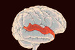 Human brain with highlighted superior temporal gyrus