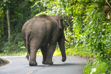 Male Asiatic elephants walking on the road of the national park.