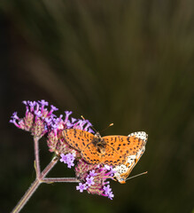 farfalla su fiori di verbena bonariensis