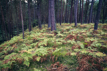 Sticker - Ferns in forest on a dune on Vistula Spit between Vistula Lagoon and Bay of Gdansk, near Katy Rybackie village, Poland