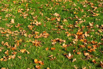 A green grass field with yellow autumn leaves