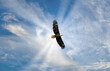 Majestic Bald Eagle Flying in the Clouds with sunrays