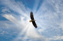 Majestic Bald Eagle Flying In The Clouds With Sunrays