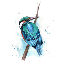Watercolor Bird Kingfisher Sitting On The Branch Hand Painted Wildlife