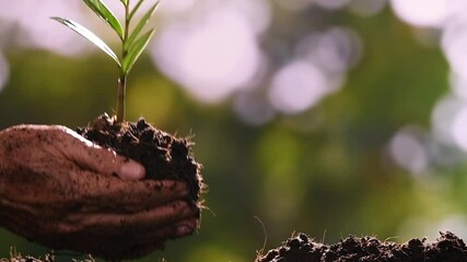 Poster - Close up hands holding and caring a green young plant