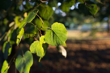 Wall Mural - Green leaves under light in summer