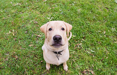 Wall Mural - Funny, closeup photo of a labrador retriever dog.