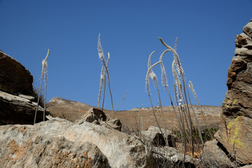 Wall Mural - Drimia numidica is on the Kolimbithres beach.