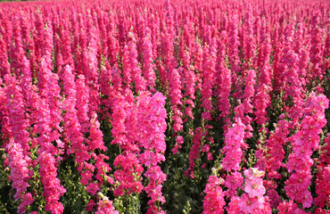 Poster - champ de fleurs