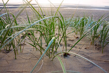 Beach Grass Growing On Sand Dunes
