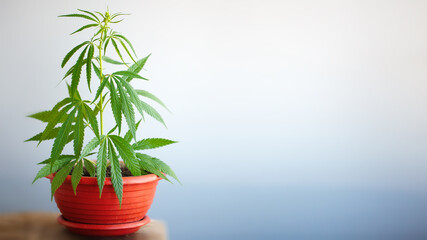 Growing hemp bush in pot at home on a windowsill. Beautiful background of green leaves on cannabis bush, copy space with blurred background