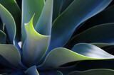Fototapeta Tulipany - plant colorful 