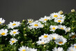 Mini Marguerite or creeping daisy (Leucanthemum paludosum)