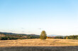 © Valentin - Solitary autumn tree in bright sunlight golden grass hills rural landscape in Bulgaria