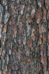 Brown bark texture. Old pine tree bark closeup. Forest pinus old skin macro. Ponderosa wood textured material, abstract brown pattern. Vertical grunge aging cedar, evergreen plant