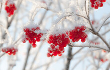 Red Berries In Snow