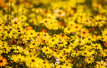Mass Of Yellow Daisy Wildflowers In A Field In The  Biedouw Valley - Front In Focus