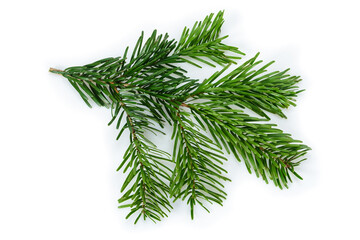 branch of beautiful nordmann fir christmas tree. green pine, spruce branch with needles. isolated on