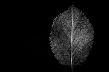 leaf on black